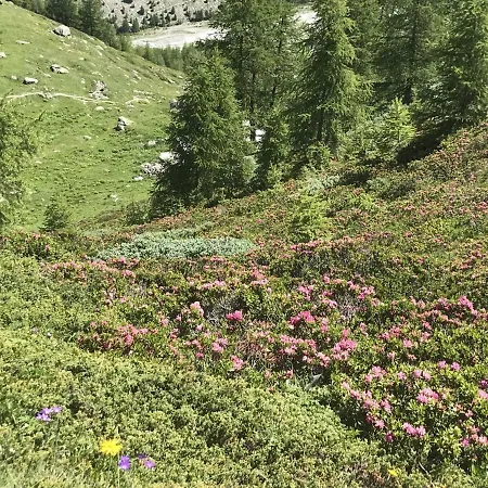Camillo 22 Lägenhet Saas Fee