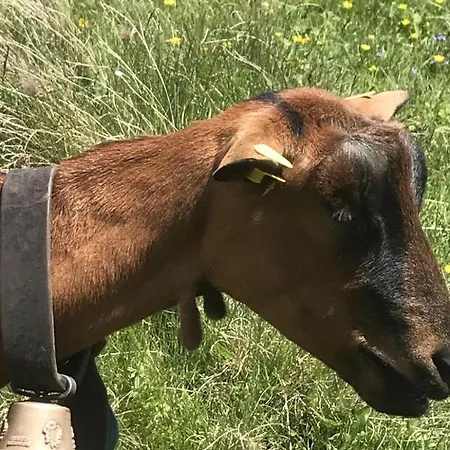 Camillo 22 Saas-Fee
