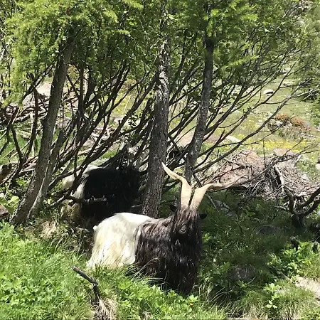 Camillo 22 * Saas-Fee